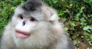 mono nariz chata animales raros