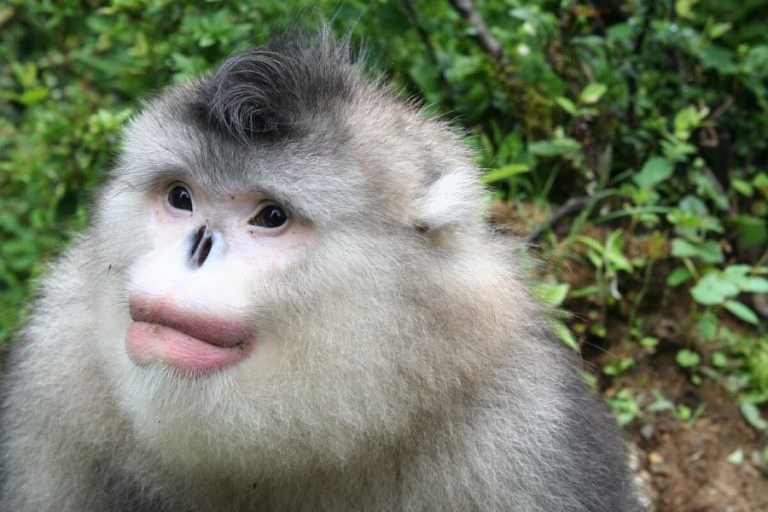 mono nariz chata animales raros