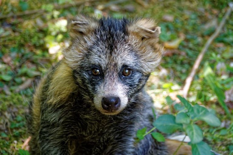 animales raros: mapache perro