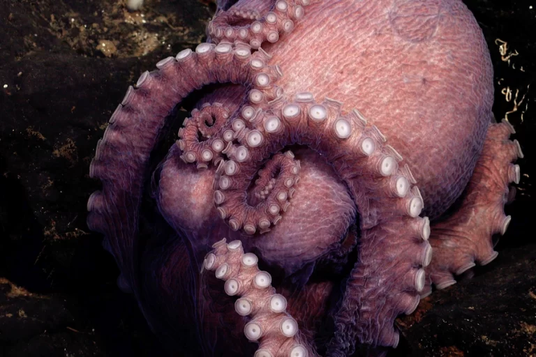 Pulpo de aguas profundas
