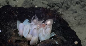 pulpos de aguas profundas descubiertas